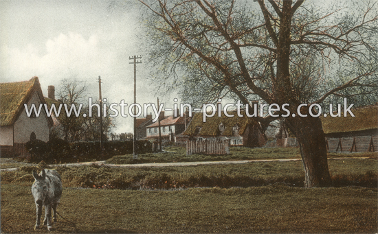 Hall Green and Donkey, Rayne, Essex. c.1920's